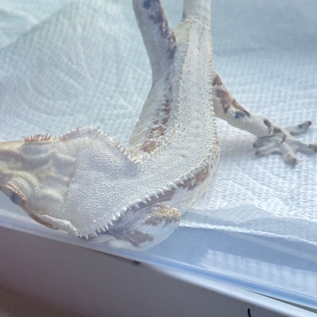 크림시클 릴리화이트