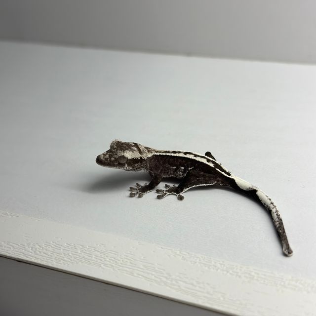 아잔틱