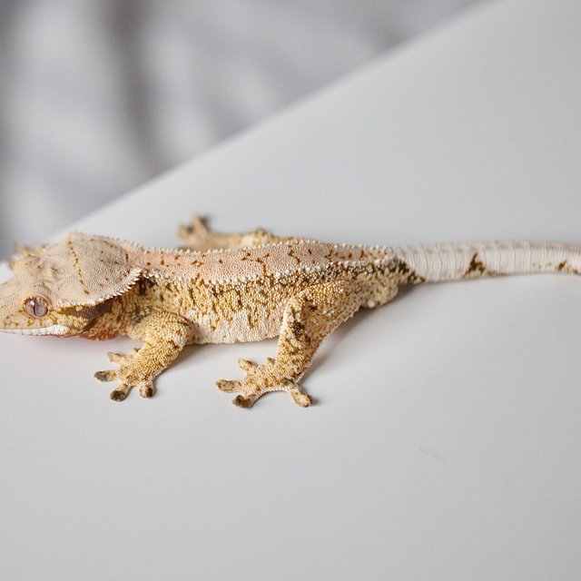 트라이 화이트스팟