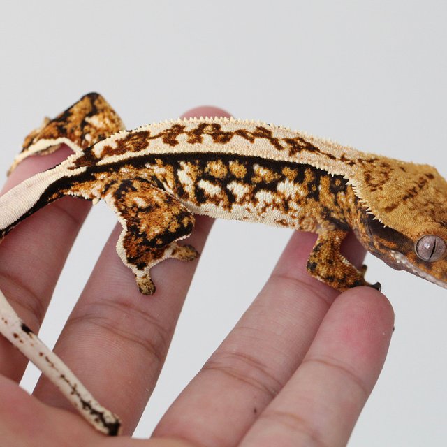 Tri