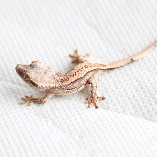 Tri Super Stripe Full Pinstripe Quad