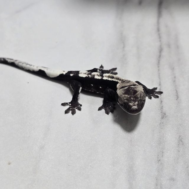 아잔틱