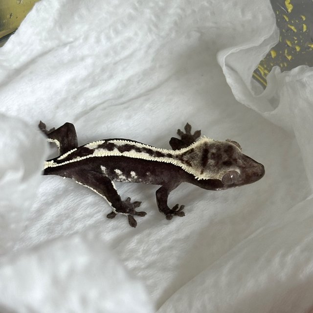 Axanthic
