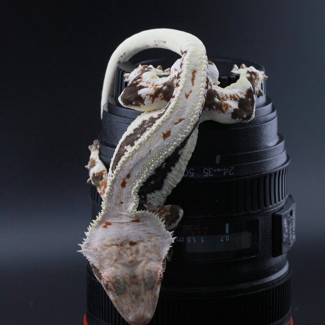 릴리100%헷아잔틱