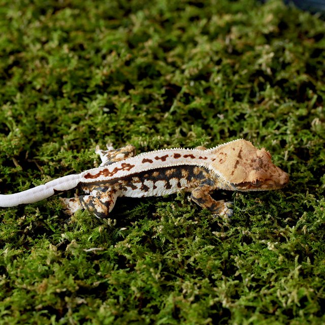 White Quad Normal