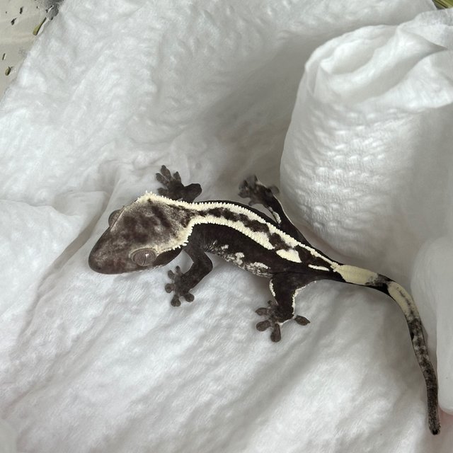 Axanthic