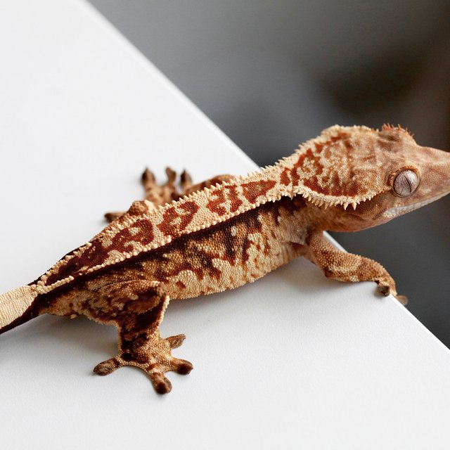 Tangerine White Spot Tri White Crown