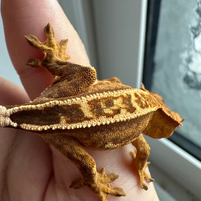 100%헷아잔틱