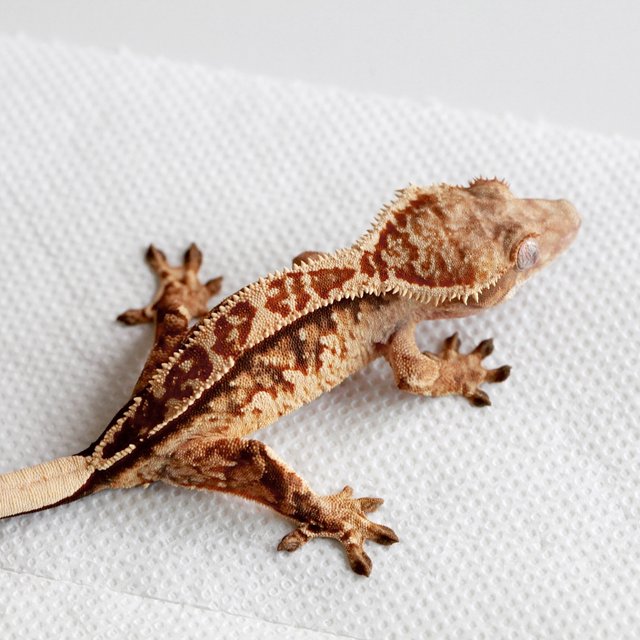 Tangerine White Spot Tri White Crown