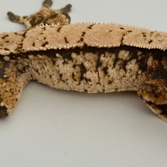 트라이 화이트스팟