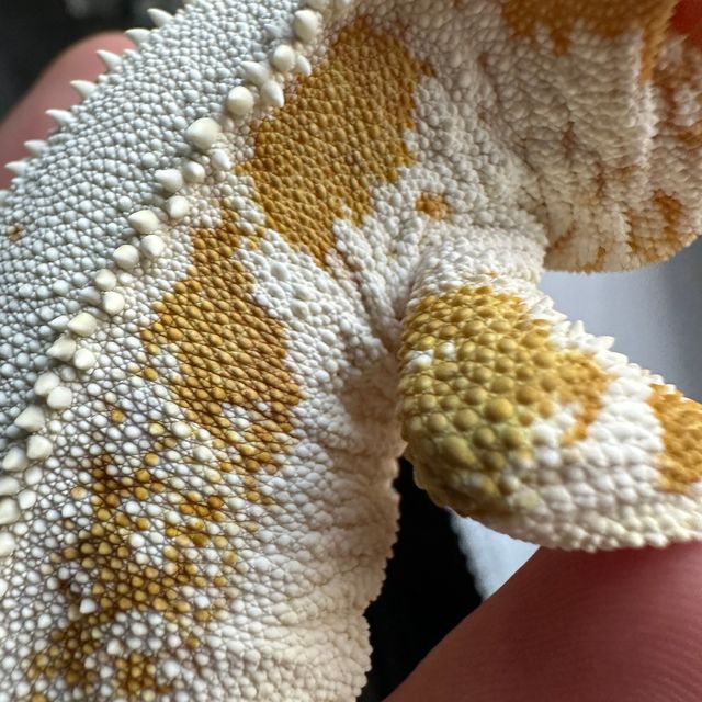 크림시클 릴리화이트