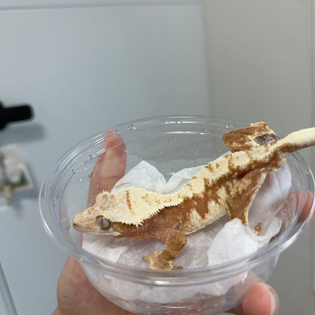 레드 드리피 화이트스팟