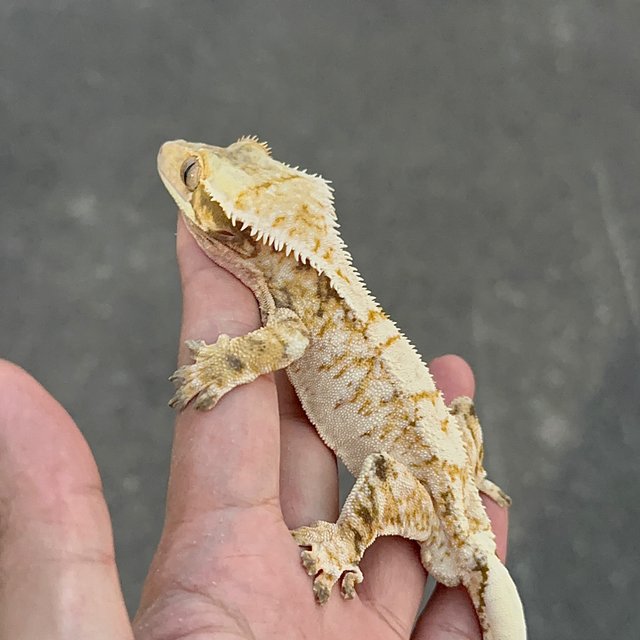 Tri