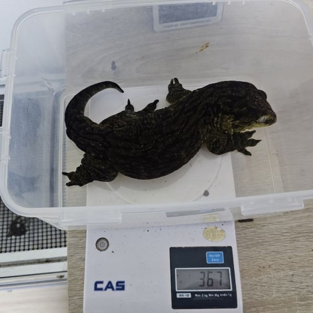 코기스 트로거 GT 헷 멜라니스틱