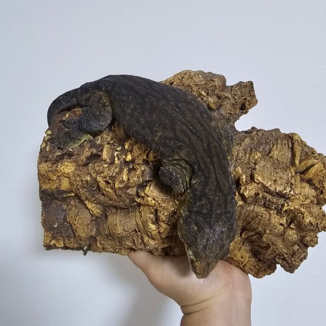 코기스 트로거 GT 헷 멜라니스틱