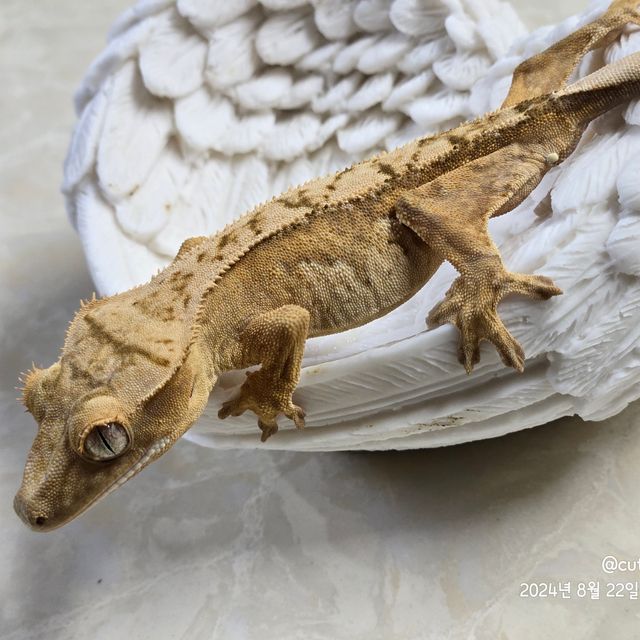 크림시클