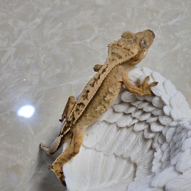 크림시클
