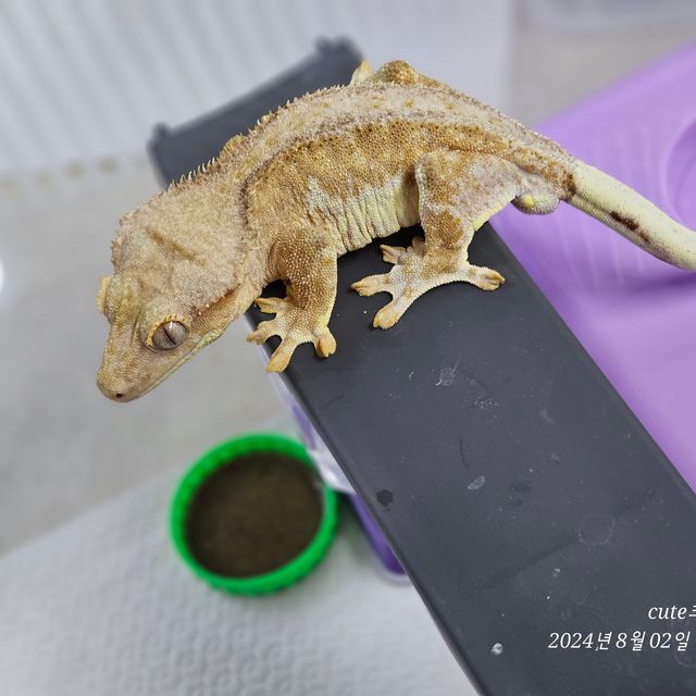 릴리화이트 팬텀 크림