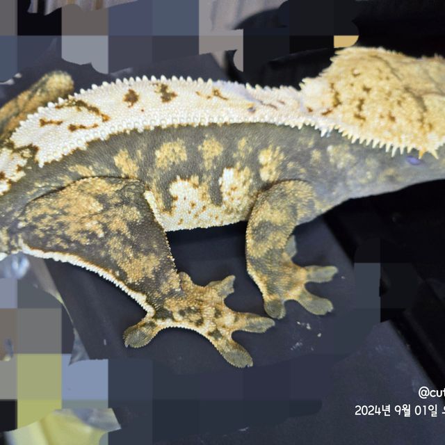 트라이