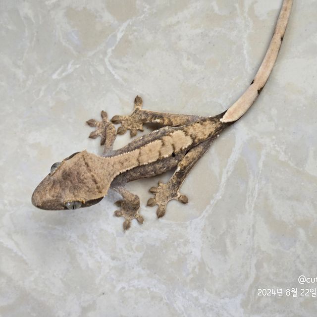 트라이