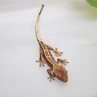 백크 푸리티 핀카푸