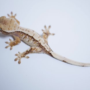 노멀 트라이 익스트림할리퀸 화이트스팟 화이트크라운