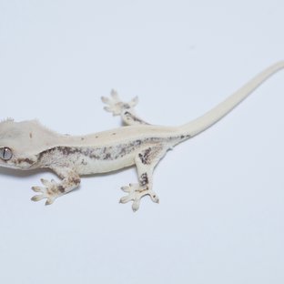 릴리화이트 솔리드백 화이트