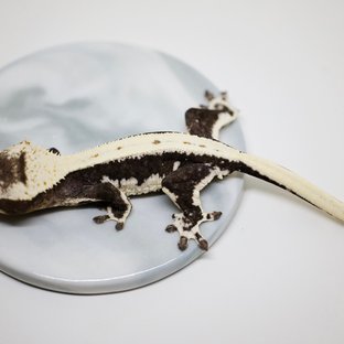 릴잔틱 화이트스팟 솔리드백 아잔틱