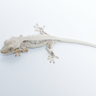 백 롤리 1012