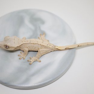 노멀 드리피 화이트스팟 화이트