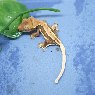 살구 푸카1