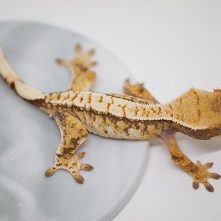 노멀 트라이 화이트포트홀 텐저린