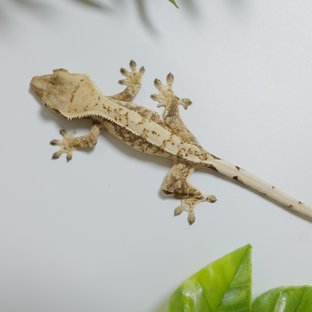 FrostwhiteII