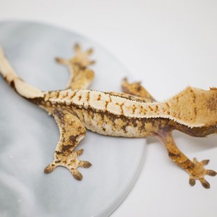 노멀 트라이 화이트포트홀 텐저린