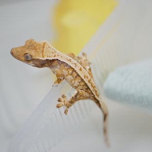 백크 하트 핀트라이