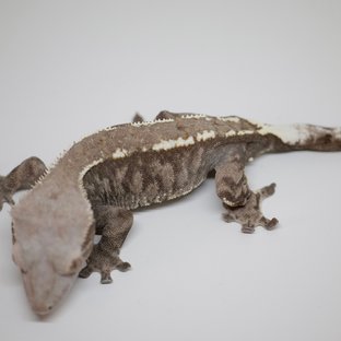 카푸치노 트라이 다크