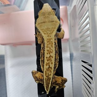 트라이 풀핀 쿼드 텐저린