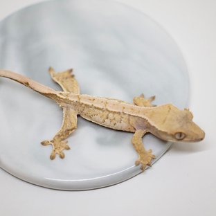 노멀 트라이 화이트포트홀