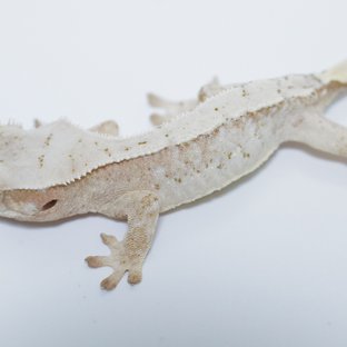 Frostwhite