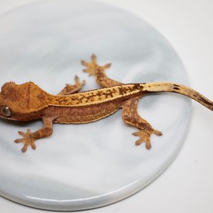 100%헷아잔틱 카푸치노