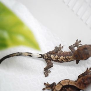 푸치 녹호 2