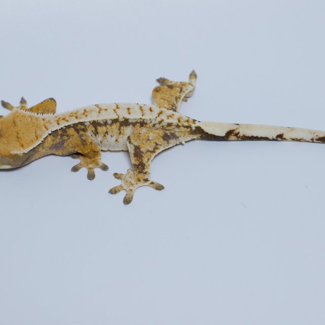 노멀 트라이 화이트포트홀 텐저린