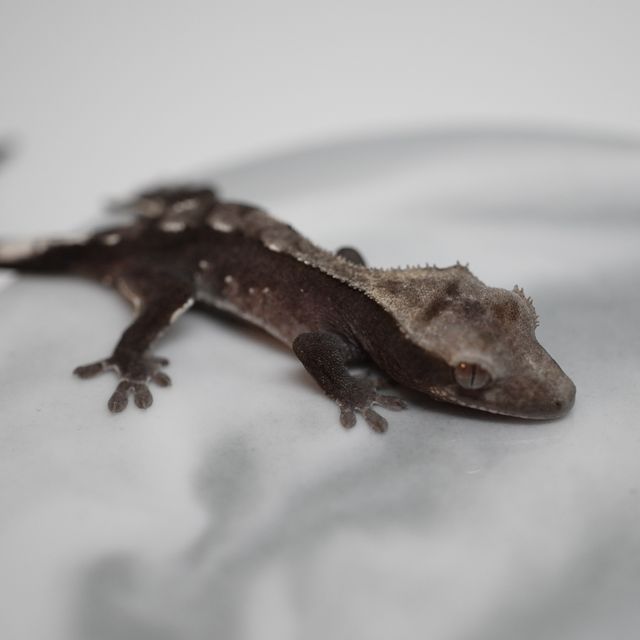 아잔틱