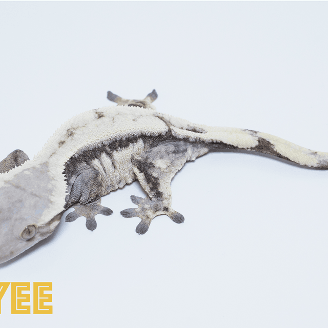 세이블 드리피 화이트크라운