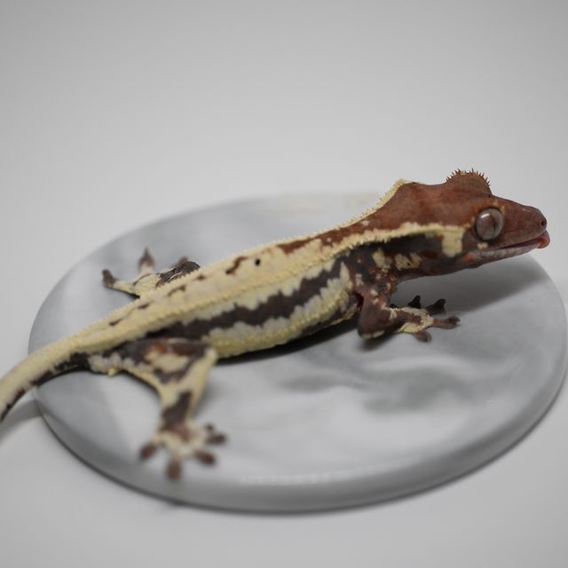 프라푸치노
