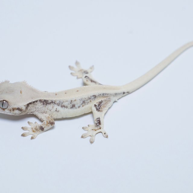 릴리화이트 솔리드백 화이트