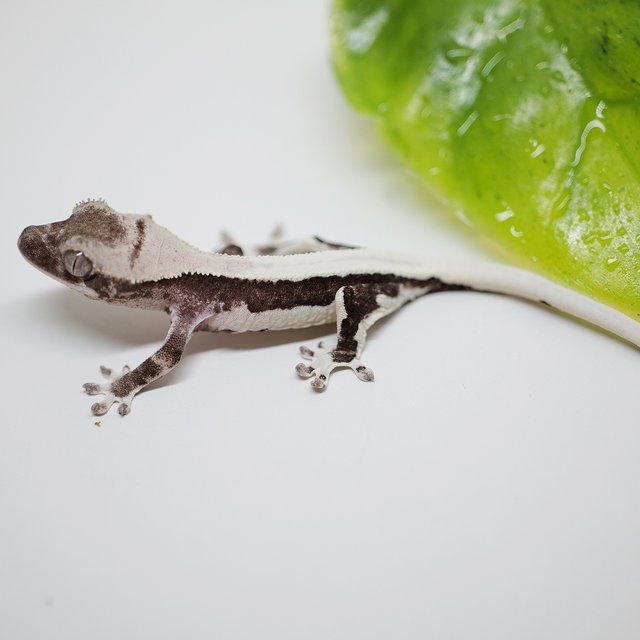 릴잔틱 솔리드백