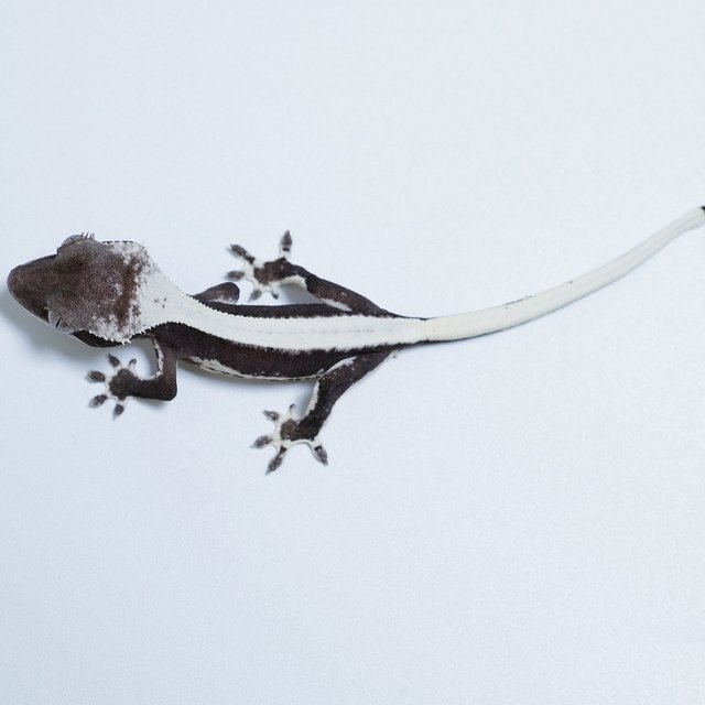 릴잔틱 솔리드백