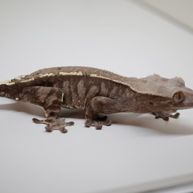 카푸치노 트라이 다크