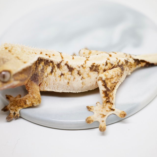 바브 트라이 화이트스팟 화이트포트홀 타이거